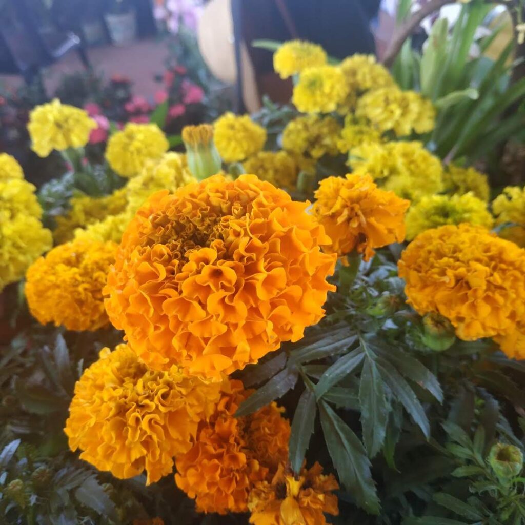 flowers in panama