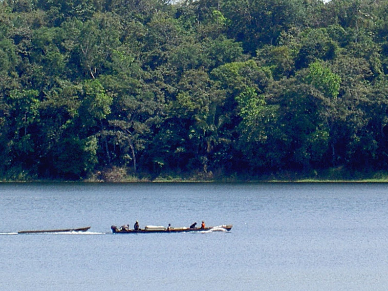 dense forest in panama. photo taken in route to torti in darien