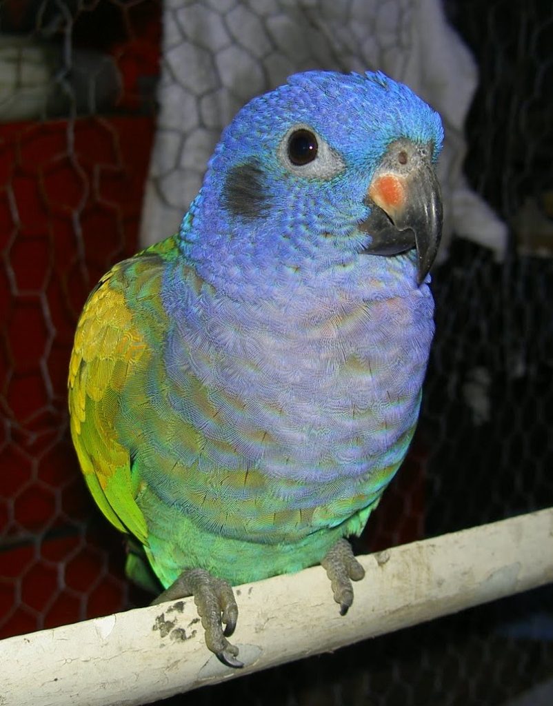 blue tropical parrot in panama called the casanga 